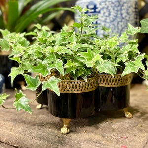 Hand-Painted Tole Quatrefoil Planter: Elegant Gold Banded Metal Centerpiece