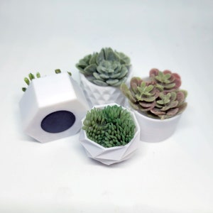 Könnte beinhalten: Vier kleine weiße geometrische Pflanzgefäße mit verschiedenen Arten von grünen und roten Sukkulenten. Die Pflanzgefäße sind aus glattem weißem Material gefertigt und haben ein geometrisches Design.