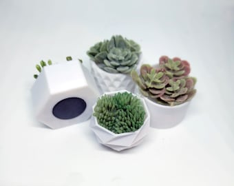 Cute mini succulent magnets 4 pack