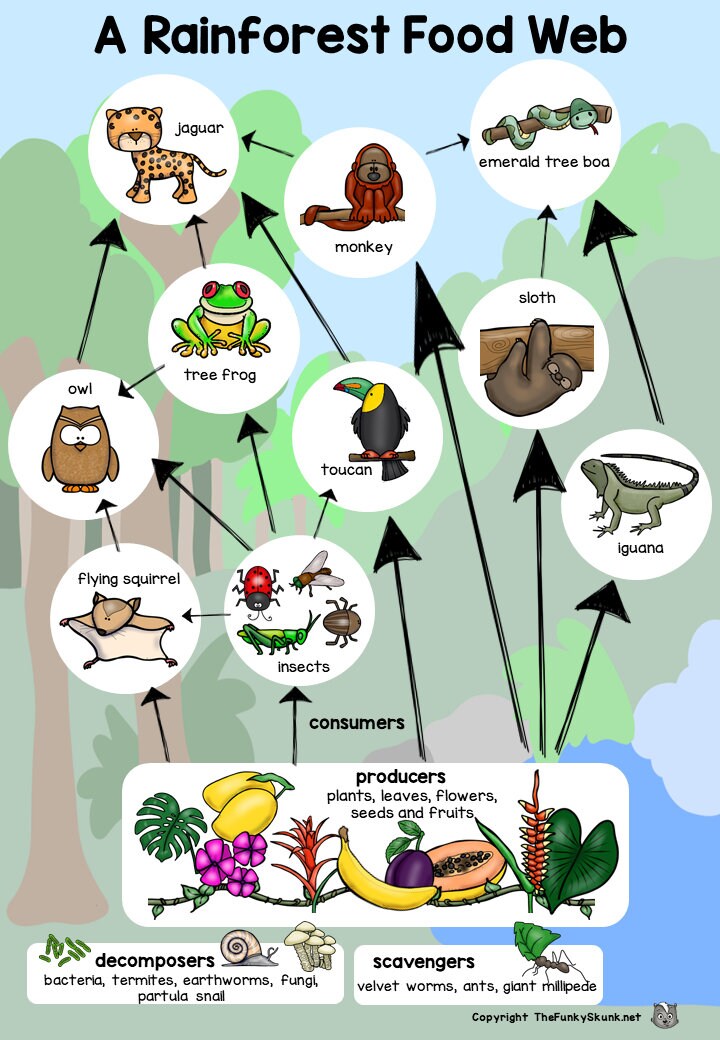 Food Chains for Kids or Class Room Biology Diagrams