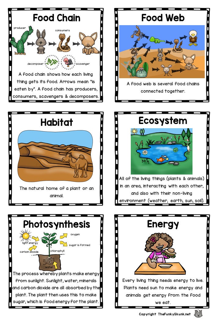 Food Chains for Kids or Class Room Biology Diagrams