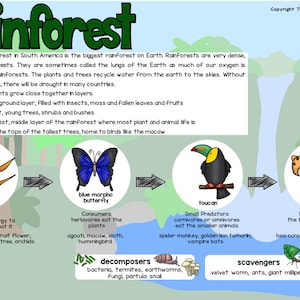 Food Chains for Kids or Class Room Biology Diagrams