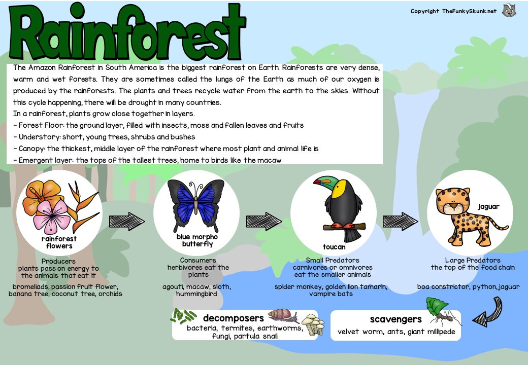 Food Chains for Kids or Class Room Biology Diagrams