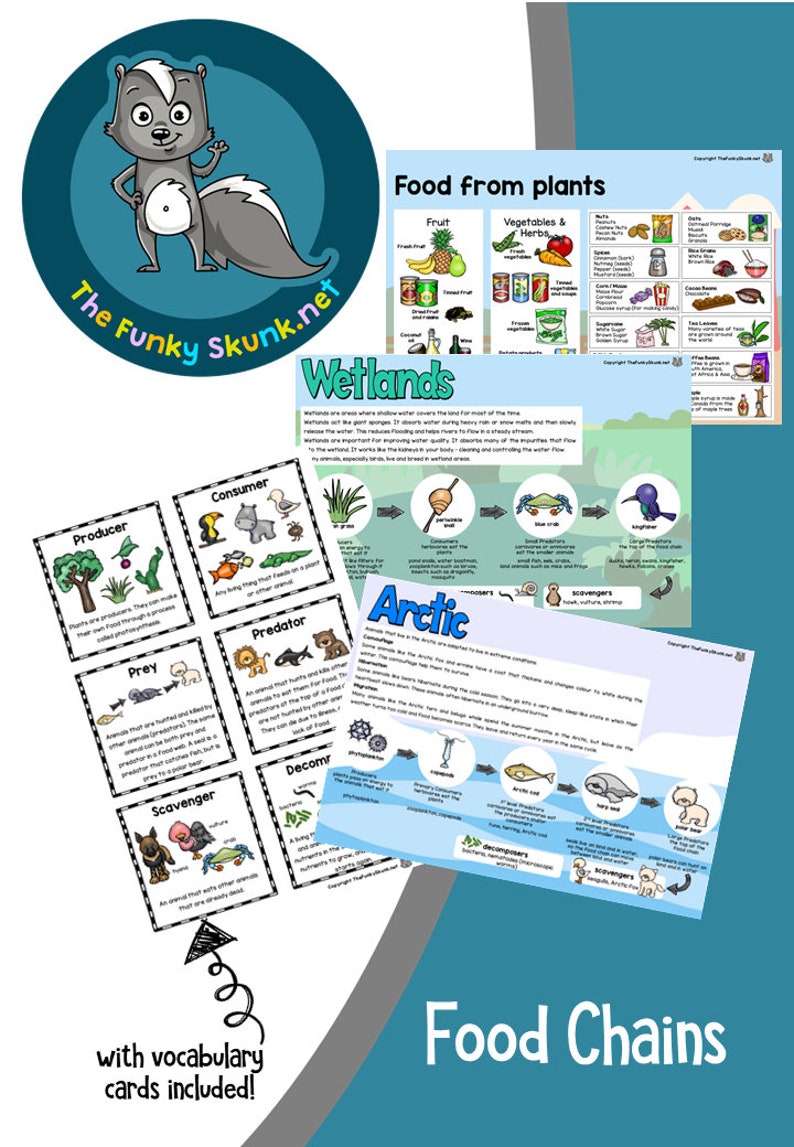 Food Chains for Kids or Class Room Biology Diagrams