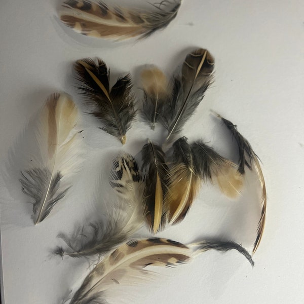 25 assorted quail feathers