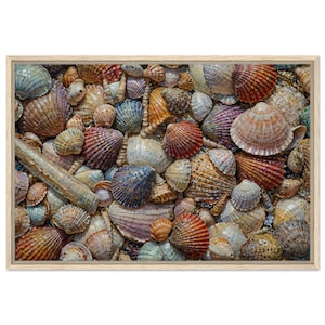 Seashell Portrait Print - Unique Framed Canvas Art for Coastal Wall Art - Beach House Decor - Seashell Wall Art