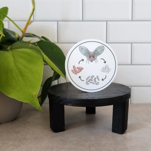 May include: A white circle sticker with a black outline shows the life cycle of a fly. The fly is illustrated in the center with gray wings and red eyes. The other stages of the life cycle are illustrated in a clockwise circle: eggs, larvae, pupae, and adult fly.