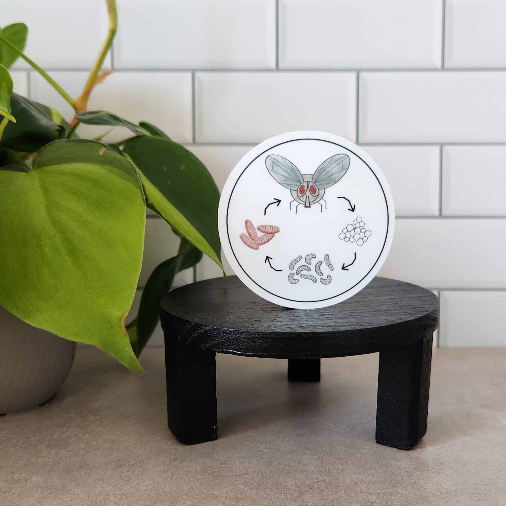 Fly Life Cycle | Entomology | Forensic Bug Sticker - Etsy