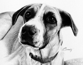 Mia rescue dog portrait original realistic pencil drawing animal art pet commission artwork hand drawn animal vignette illustration