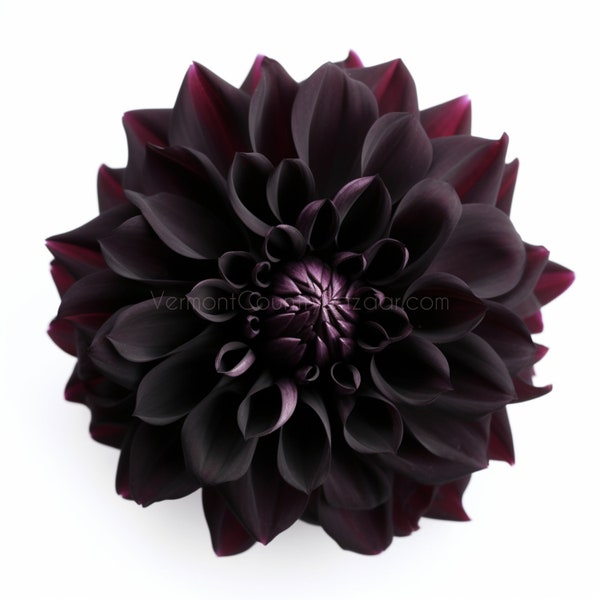 Black Dahlia -  AI Digital Image of Black Dahlia flower, Art Download, Tshirts, Art Prints