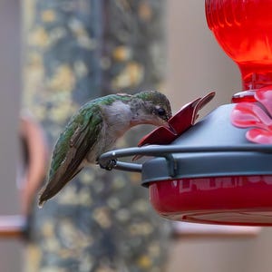 May include: A hummingbird with green and white feathers drinks from a red and grey bird feeder. The feeder has a red flower-shaped perch and a clear red reservoir. The bird is perched on the feeder's rim.