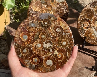 Natural Rare Ammonite Disc Fossil Conch Specimen+Free Stand,Quartz Crystal Fossil,Fossil Specimen,Reiki healing,Crystal Gifts 1PC