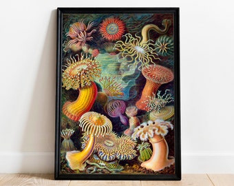Ernst Haeckel Jellyfish & Sea Anemone Vintage Nature Print