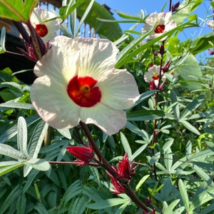 Hibiscus Flowers, Organic Dried Hibiscus, Hibiscus Sabdariffa