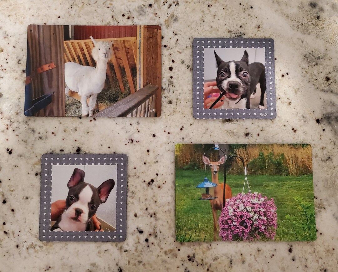 Animal Refrigerator Four Pack Fridge Alpaca Boston