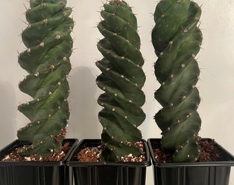 Cereus Spiralis cactus spiral shape cacti