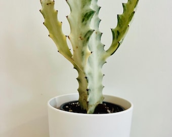 Könnte beinhalten: Ein panaschierter Euphorbia lactea cristata Kaktus mit cremeweiß und hellgrün marmorierten Stämmen, gezackten Kanten und kleinen dunkelbraunen Dornen, eingepflanzt in einen schlichten, glatten, matten weißen zylindrischen Keramik-Pflanztopf.