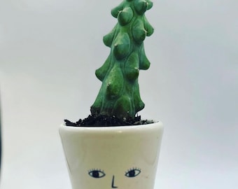 12CM Myrtillocactus Geometrizans Fukurokuryuzinboku Succulent Live Cactus Plant