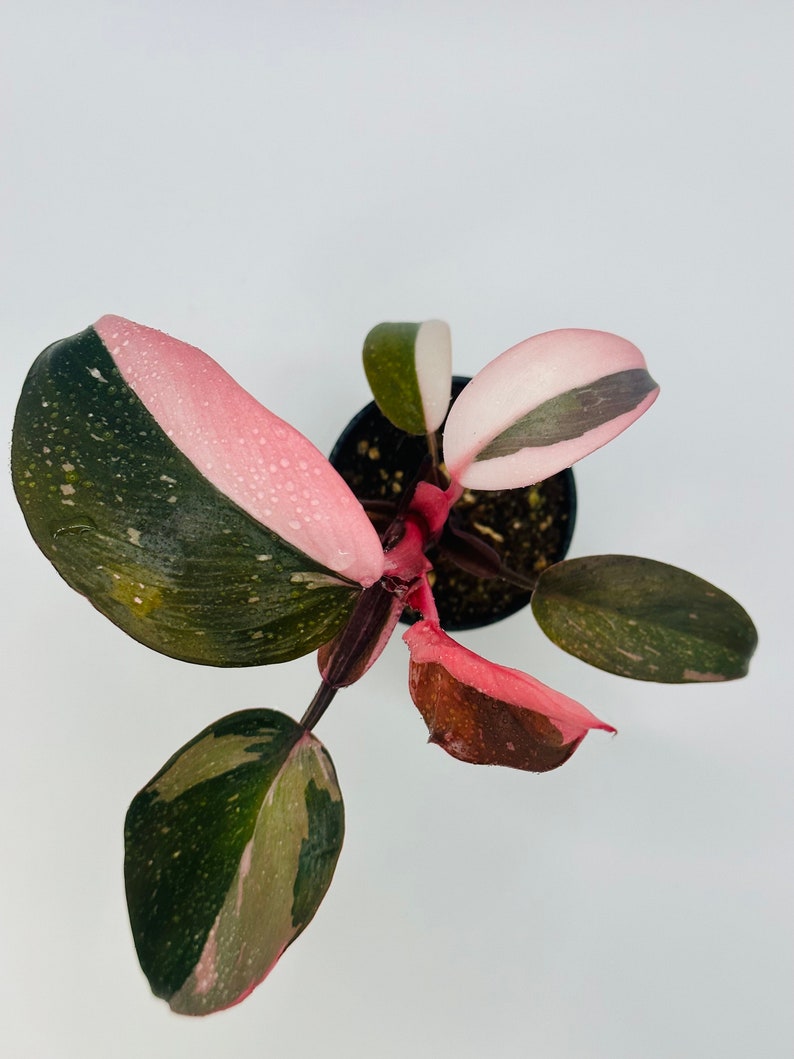PHILODENDRON PINK Princess PLANT, Medium Variegation House Warming