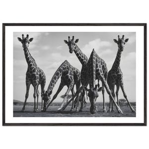 Stampa di giraffa in bianco e nero raffigurante la fauna selvatica africana, fotografia di animali da safari, decorazione da parete incorniciata e pronta da appendere.