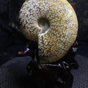 May include: A large, polished ammonite fossil with a detailed, swirling pattern in shades of cream and olive green. The fossil is mounted on a dark, wooden stand, showcasing its spiral form. The stand has a glossy finish.
