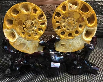 希少な結晶化アンモナイト化石、マダガスカル産鉱物標本、瞑想と風水装飾+スタンド