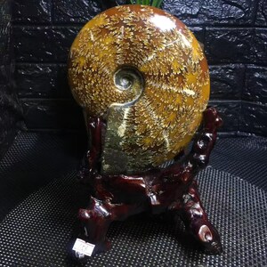 May include: A fossilised ammonite shell, polished to a high sheen, displaying a detailed swirling pattern in brown and gold hues. It is mounted on a dark, reddish-brown wooden stand, highlighting the intricate spiral design. The background is a dark, textured surface.