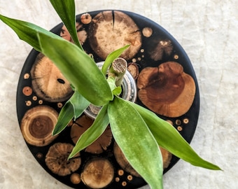 Wood Turntable w/Plant | Lucky Bamboo Plant Gift | Wood Propagation Gift Set | Grow Your Own Luck