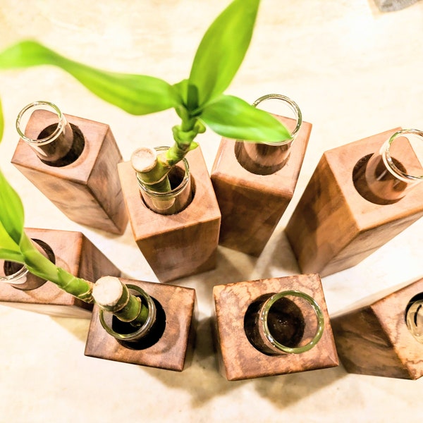 Live Bamboo Plant Vase Set | Walnut Wood Vase | Single Vase or Mismatched Sets