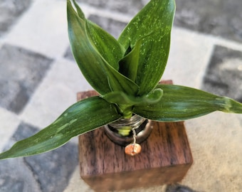 Lucky Bamboo Plant Magnet | Grow Your Own Luck