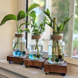  Window Propagation Stations (Set of 6), Easy to Install Plant  Propagation Tubes with Suction Cups - No Nails, Hanging Propagation  Station, Gifts for Plant Lovers