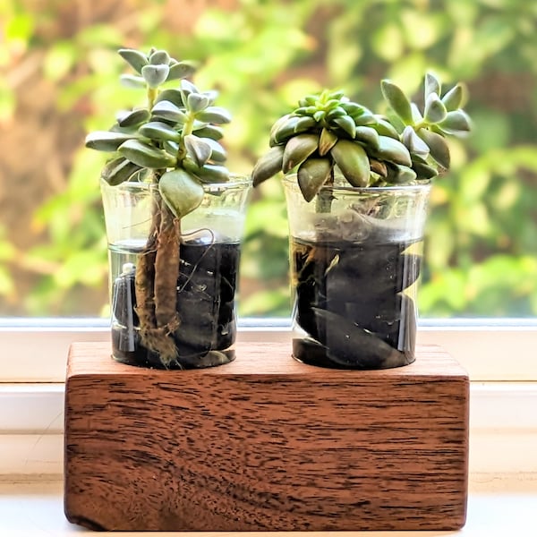 Succulent Shots | Drinking Buddies Live Plants Gift Set | Say Cheers to your Bosom Buddy