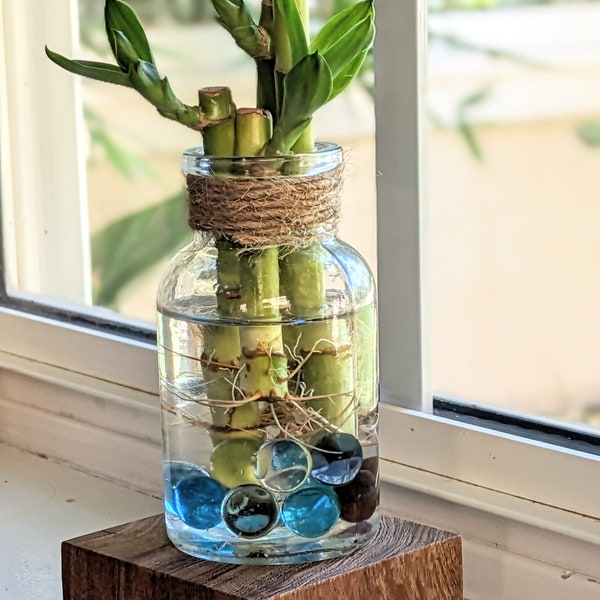 Free Lucky Bamboo Plant x3 with Lucky Bamboo Plant Propagation Station | Bamboo Water Plant Propagation Gift Set | Grow Your Own Luck