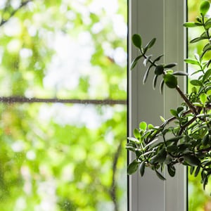 May include: A green potted plant with lush foliage sits by a window with a blurred view of trees outside.