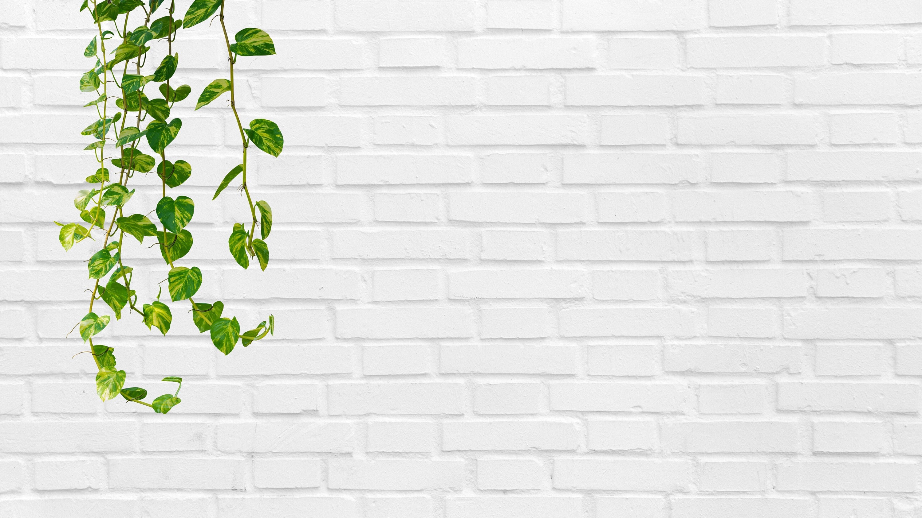 Hanging Plant Zoom Background With Clean White Brick Wall, Virtual