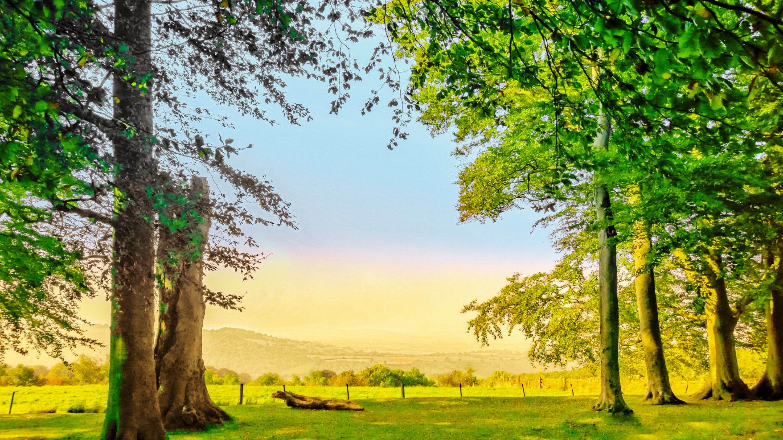 Forest Zoom Background Instant Download, Microsoft Teams Virtual