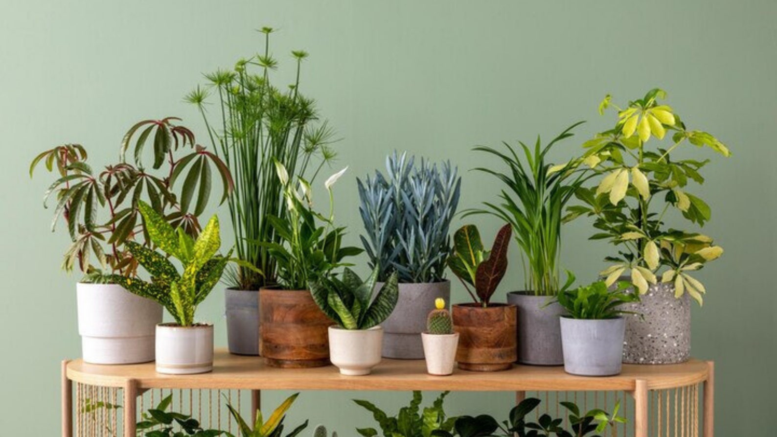 Plants Home Office Backdrop Shelf, Digital Zoom Background, Zoom