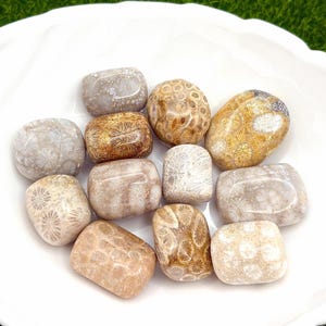 May include: A collection of ten tumbled fossilized coral stones in various shades of brown, white, and beige. The stones have a unique, textured surface with a pattern of fossilised coral.