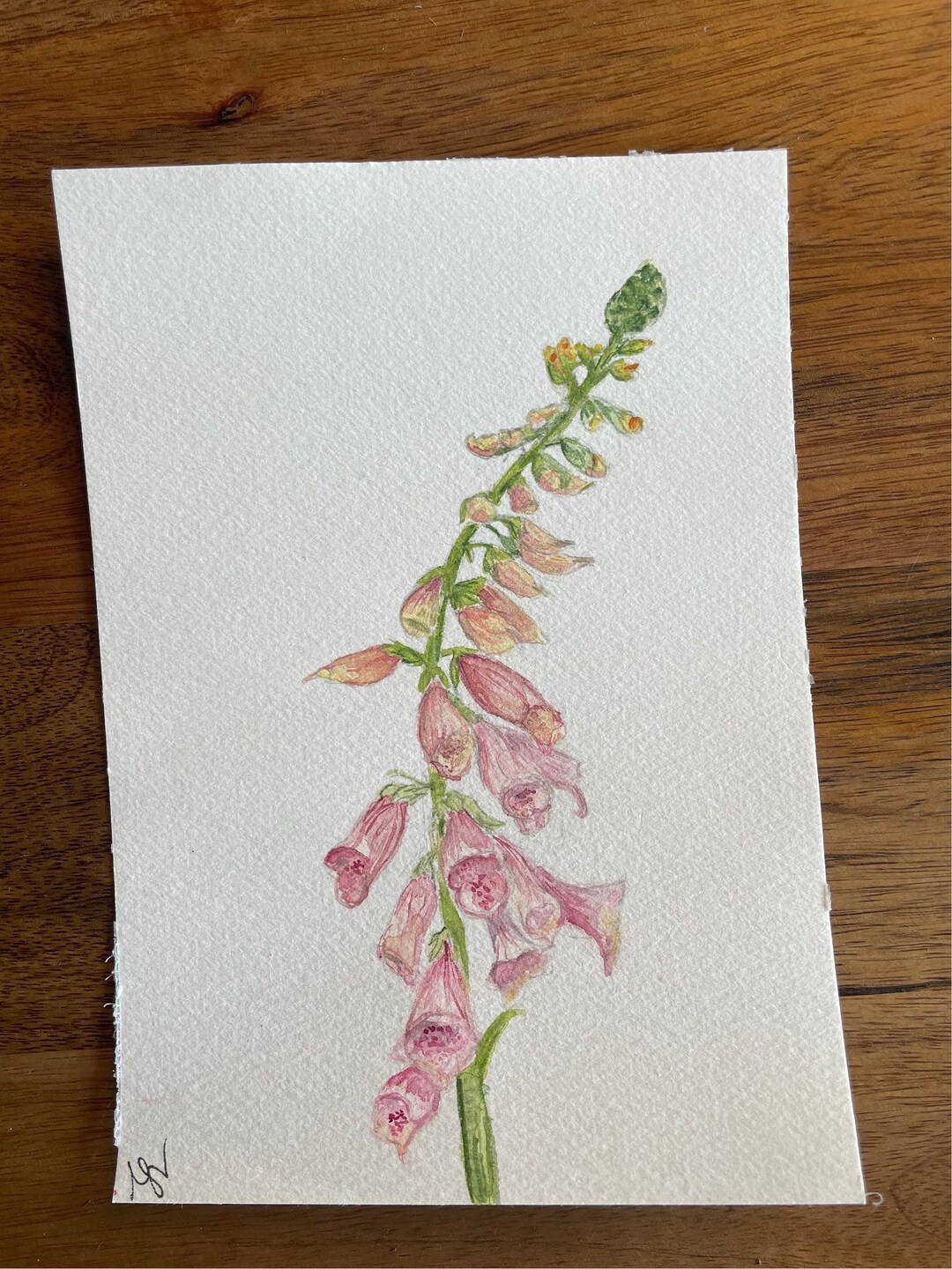 Hand-painted Watercolour Foxglove / Floral Art / Self-made / Painting ...