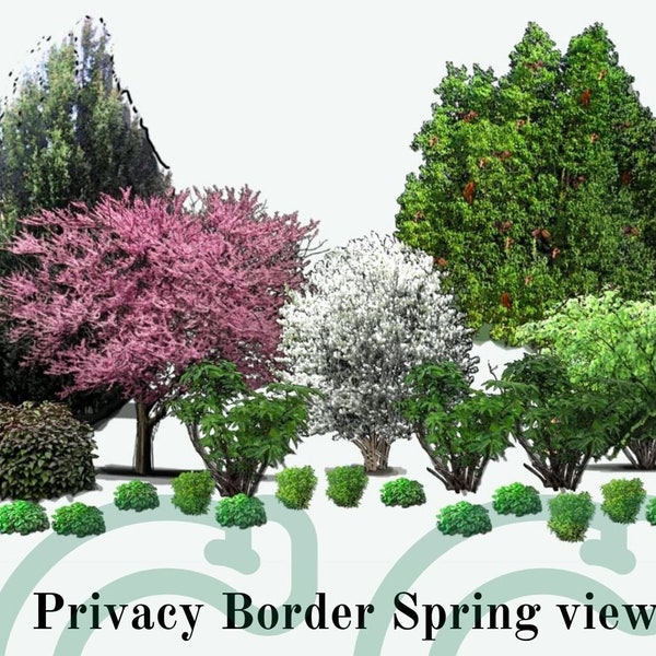 Midwest/Eastern US Native Juglone Tolerant Privacy Border & Food Forest Landscape Design/Garden Plan