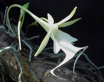 Dendrophylax lindenii ghost orchid Very rare! 1 plant without seeds