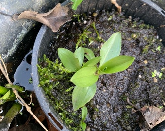 Spiranthes cernua marsh orchid ideal for ponds