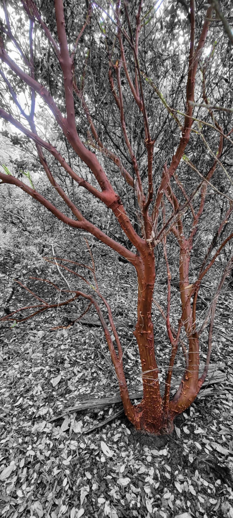 Red Manzanita Tree Natural Branches/ Rojo Manzanita Árbol Natural Ramas