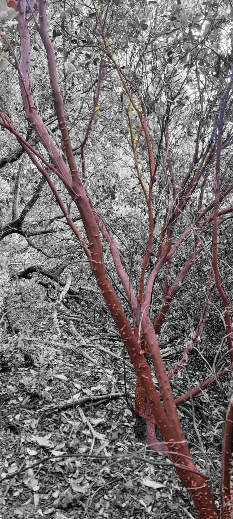 Red Manzanita Tree Natural Branches/ Rojo Manzanita Árbol Natural Ramas