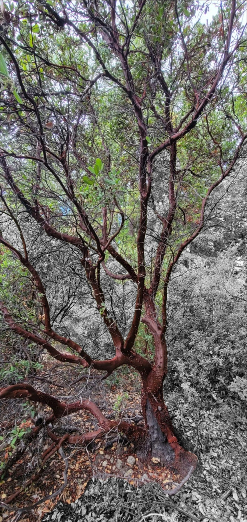 Red Manzanita Tree Natural Branches/ Rojo Manzanita Árbol Natural Ramas