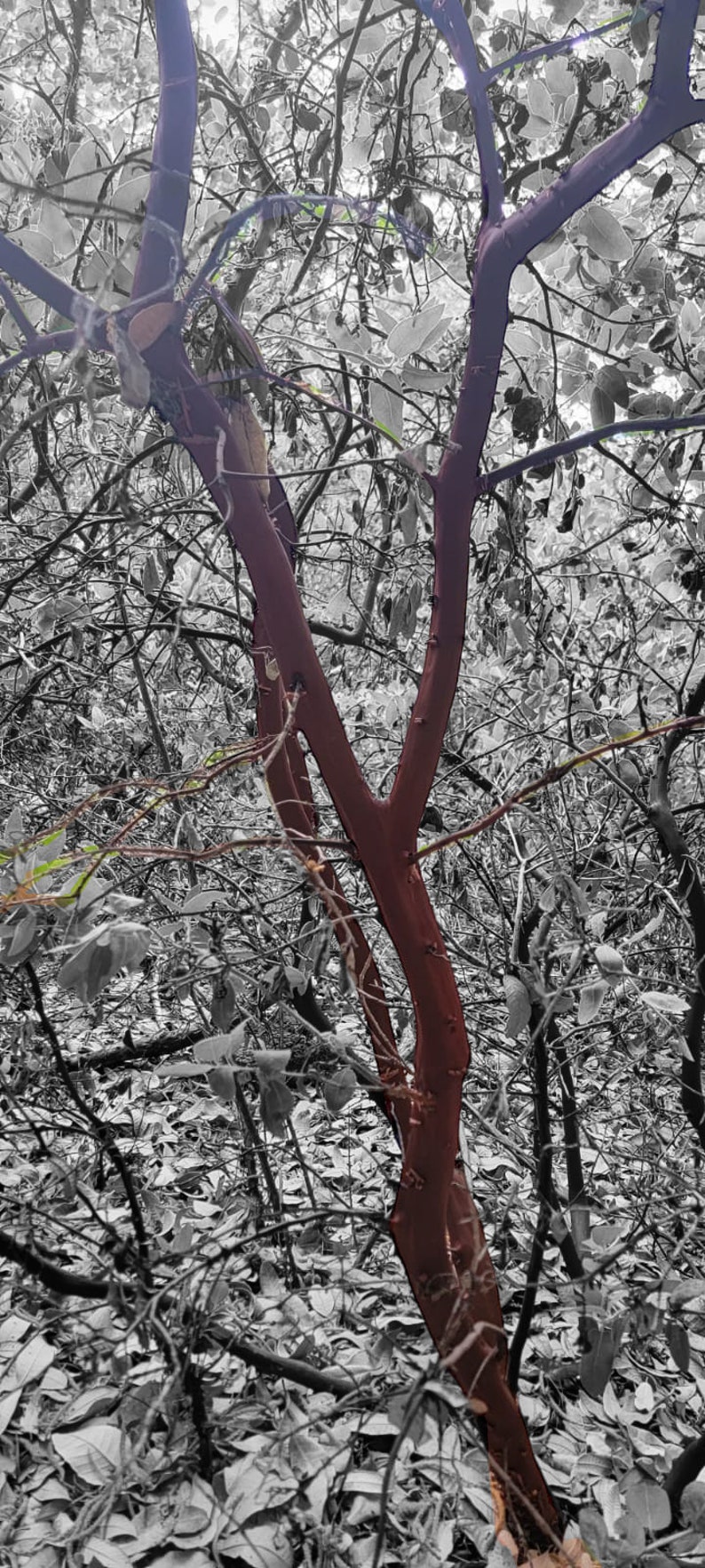 Red Manzanita Tree Natural Branches/ Rojo Manzanita Árbol Natural Ramas