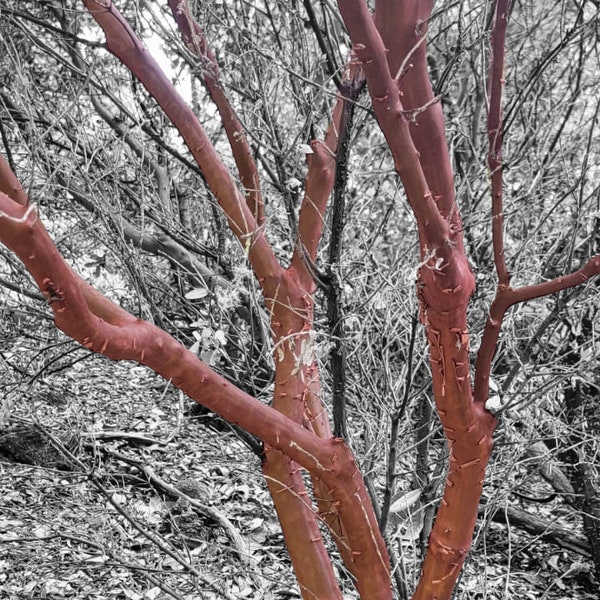 Red Manzanita Tree Natural Branches/ Rojo Manzanita Árbol Natural Ramas