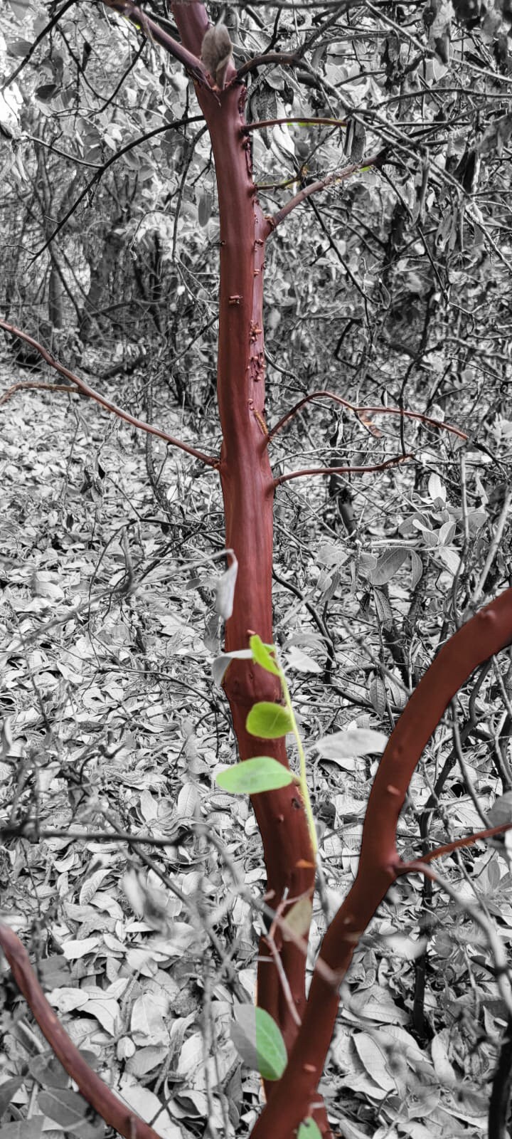 Red Manzanita Tree Natural Branches/ Rojo Manzanita Árbol Natural Ramas