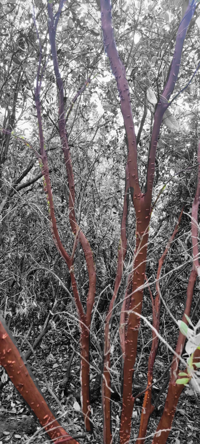 Red Manzanita Tree Natural Branches/ Rojo Manzanita Árbol Natural Ramas