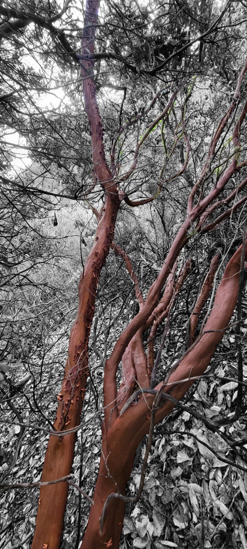 Red Manzanita Tree Natural Branches/ Rojo Manzanita Árbol Natural Ramas